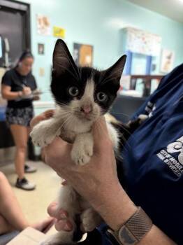 Microwave -  Domestic Short Hair Cat for Adoption in Mobile, Alabama - Microwave | PetCurious