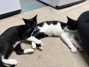 Cooper & River -  Domestic Short Hair Cat for Adoption in Maple Shade, New Jersey - Cooper & River | PetCurious