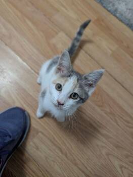 Willa -  Domestic Short Hair Cat for Adoption in Cowlesville, New York - Willa | PetCurious
