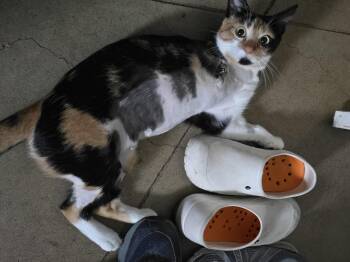 Rescue American Shorthair Cats for Adoption in Round Rock, Texas - Natalie | PetCurious