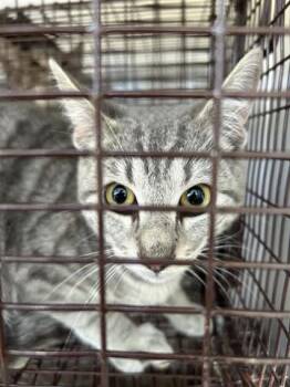 Domestic Short Hair Cats Available for Adoption - A650407 | PetCurious