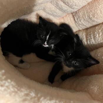 Paint -  Domestic Short Hair Cat for Adoption in Westhampton, New York - Paint | PetCurious