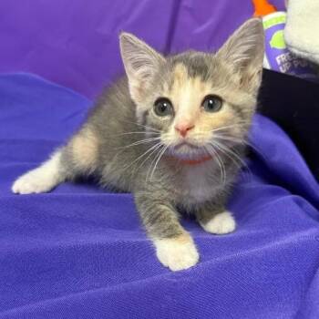 Gelato -  Domestic Short Hair Cat for Adoption in North Myrtle Beach, South Carolina - Gelato | PetCurious
