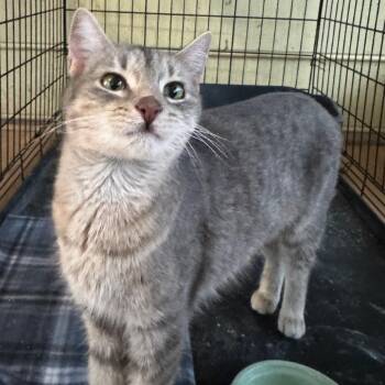 Domestic Short Hair Cats Available for Adoption - Yoda Rivas | PetCurious