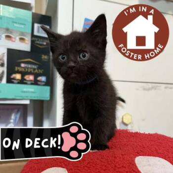 Domestic Short Hair Cats Available for Adoption in Janesville, Wisconsin - Henry | PetCurious