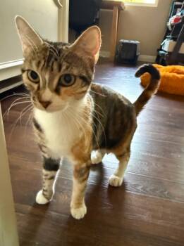 Rescue Calico Cats for Adoption - Sequoia | PetCurious