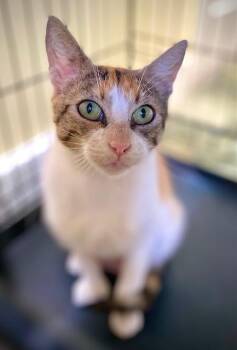 Bethany -  Tabby Cat for Adoption in Duxbury, Massachusetts - Bethany | PetCurious