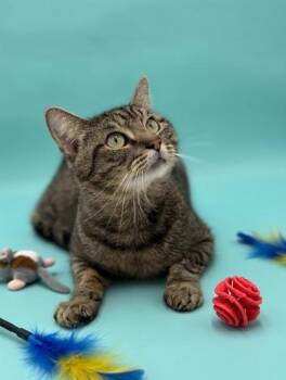 Domestic Short Hair Cats Available for Adoption - Kaiden | PetCurious