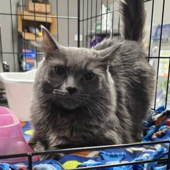 Domestic Medium Hair Cats Available for Adoption in Spokane, Washington - Citka | PetCurious