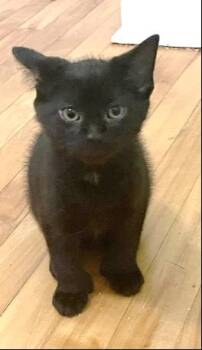 Bennu -  Domestic Short Hair Cat for Adoption in Ottawa, Ontario - Bennu | PetCurious