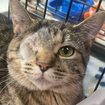 Rescue Domestic Short Hair Cats for Adoption in Riverwoods, Illinois - Suspiria | PetCurious