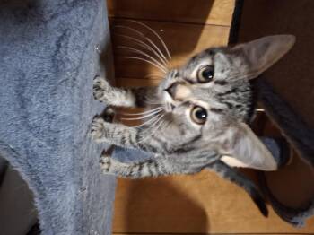 Rescue Tabby Cats for Adoption in Lawrenceville, Georgia - Lil Bean | PetCurious