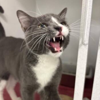 Huckleberry -  Domestic Short Hair Cat for Adoption in Dover, New Hampshire - Huckleberry | PetCurious