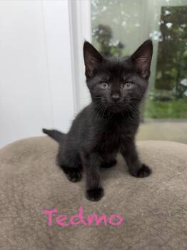 Tedmo -  Domestic Short Hair Cat Available for Adoption in Clarksville, Tennessee - Tedmo | PetCurious