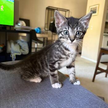 Earth -  Domestic Short Hair Cat for Adoption in San Diego, California - Earth | PetCurious