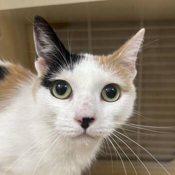 Penny -  Domestic Short Hair Cat for Adoption in Wilmington, Delaware - Penny | PetCurious