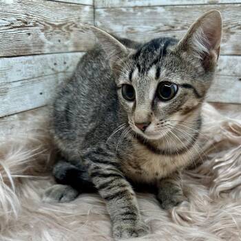 Joey -  Domestic Short Hair Cat for Adoption in Lexington, Kentucky - Joey | PetCurious