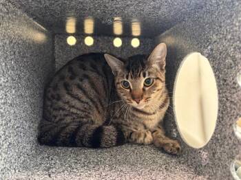 Domestic Short Hair Cats Available for Adoption - A527350 | PetCurious