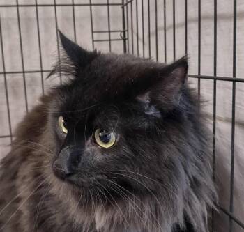 Spike -  Domestic Long Hair Cat Available for Adoption in Ogden, Utah - Spike | PetCurious