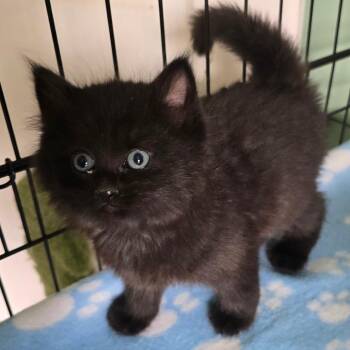 Jinx -  Domestic Long Hair Cat for Adoption in Warrensburg, Missouri - Jinx | PetCurious