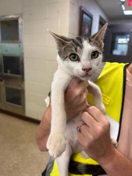 Scooter -  Domestic Short Hair Cat for Adoption in Nacogdoches, Texas - Scooter | PetCurious