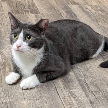 Rescue Domestic Short Hair Cats for Adoption in East Amherst, New York - Mallory | PetCurious