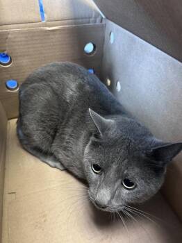 Moonbeam -  Domestic Short Hair Cat for Adoption in New York, New York - Moonbeam | PetCurious