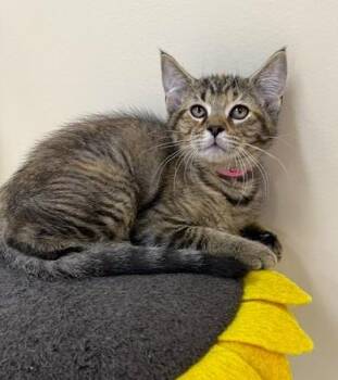 Celia -  Domestic Short Hair Cat for Adoption in Medina, Ohio - Celia | PetCurious