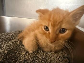 Heineken -  Domestic Short Hair Cat for Adoption in Huntington, Indiana - Heineken | PetCurious