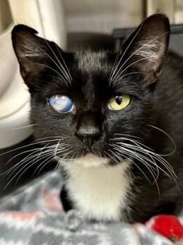 Wink -  Domestic Short Hair Cat for Adoption in Wichita, Kansas - Wink | PetCurious
