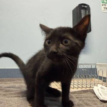 Vinny -  Domestic Short Hair Cat for Adoption in Kingman, Arizona - Vinny | PetCurious