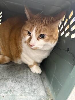 Pippa -  Domestic Medium Hair Cat for Adoption in Burgaw, North Carolina - Pippa | PetCurious