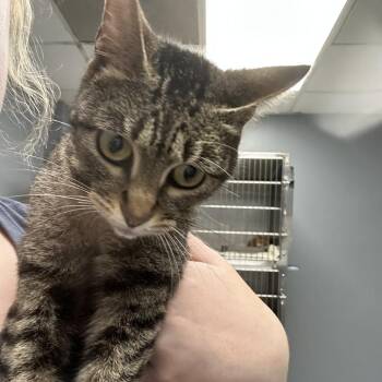 Athena -  Domestic Short Hair Cat for Adoption in Birmingham, Alabama - Athena | PetCurious