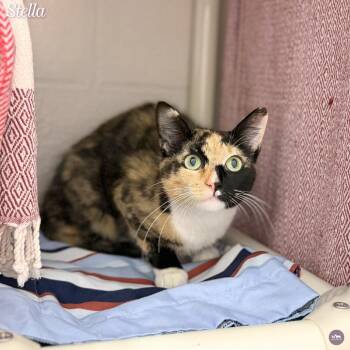 Stella -  Domestic Short Hair Cat for Adoption in Hopkinton, Massachusetts - Stella | PetCurious