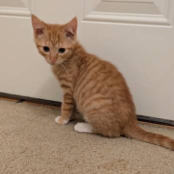 Domestic Short Hair Cats Available for Adoption - Gentoo | PetCurious