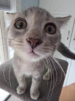 Cardi Bee -  Domestic Short Hair Cat for Adoption in Lauderdale, Minnesota - Cardi Bee | PetCurious