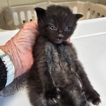 Oprah (Pink Collar) -  Domestic Long Hair Cat Available for Adoption in Madisonville, Tennessee - Oprah (Pink Collar) | PetCurious