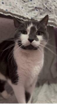 Rescue Domestic Short Hair Cats for Adoption in Barton, Vermont - Carter | PetCurious