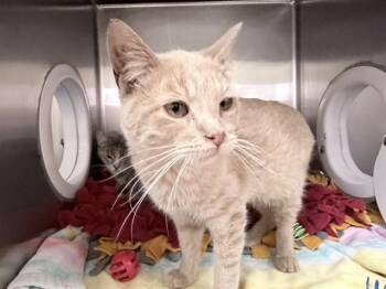 Domestic Short Hair Cats Available for Adoption in Ames, Iowa - IWASHI | PetCurious