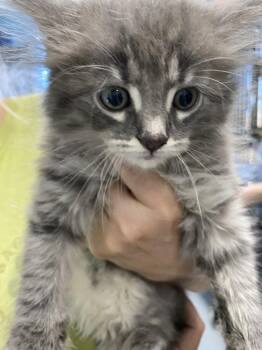Honey - At shelter -  Domestic Medium Hair Cat for Adoption in Rustburg, Virginia - Honey - At Shelter | PetCurious