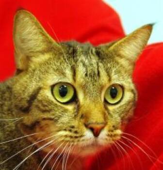 Tai -  Domestic Short Hair Cat for Adoption in Daytona Beach, Florida - Tai | PetCurious