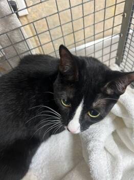 Rescue Domestic Short Hair Cats for Adoption in Honolulu, Hawaii - Mars | PetCurious