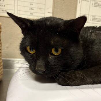 Hammy -  Domestic Short Hair Cat for Adoption in Yuma, Arizona - Hammy | PetCurious