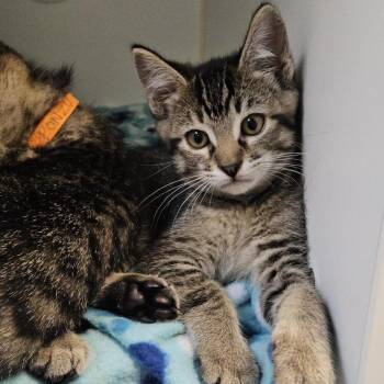 Soy Sauce -  Domestic Short Hair Cat for Adoption in Woodinville, Washington - Soy Sauce | PetCurious