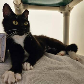 Lady Elaine -  Domestic Short Hair Cat for Adoption in Harrisonburg, Virginia - Lady Elaine | PetCurious