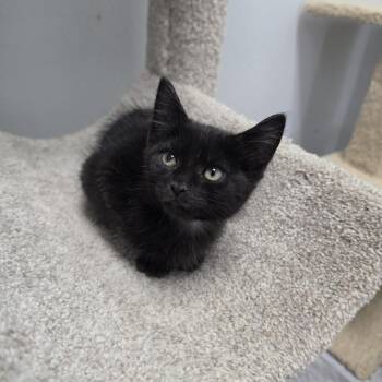 Cosmo - Sweet and affectionate -  Domestic Medium Hair Cat for Adoption in Muskego, Wisconsin - Cosmo - Sweet And Affectionate | PetCurious