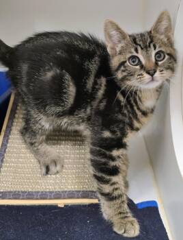 Domestic Short Hair Cats Available for Adoption - 6-104 Jack | PetCurious
