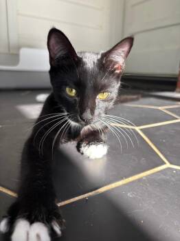 Rescue Domestic Short Hair Cats for Adoption in Inman, South Carolina - Nemo | PetCurious