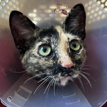 Mama Punkin -  Domestic Short Hair Cat for Adoption in Denver, Colorado - Mama Punkin | PetCurious