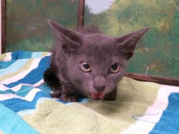 MARK -  Domestic Short Hair Cat for Adoption in Houston, Texas - MARK | PetCurious